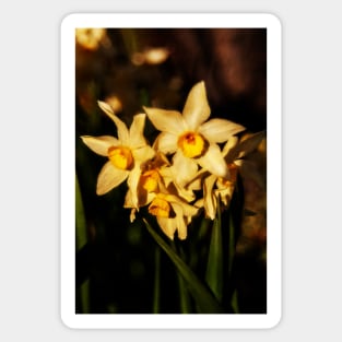 Daffodil flowers Sticker